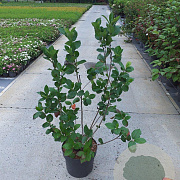 Aronia melanocarpa 80-100 cm 10L