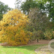 Betula alleghaniensis 10-12 HO draadkluit