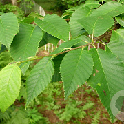 Betula alleghaniensis 12-14 HO draadkluit