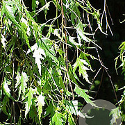 Betula p. 'Crispa' 10-12 HO draadkluit geveerd