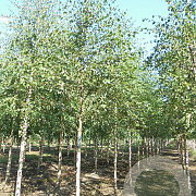 Betula pubescens 25-30 HO draadkluit