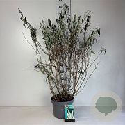 Buddleja d. 'White Profusion' 80-100 cm 10L