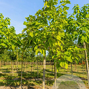 Catalpa bignonioides 'Aurea' 18-20 HO draadkluit 220 cm stam LEIVORM