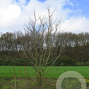 Catalpa bignonioides 550-600 cm draadkluit meerstammig 400-500 diameter