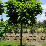 Catalpa bignonioides 'Nana' 18-20 HO draadkluit