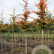 Carpinus bet. Rockhampton Red 10-12 HO draadkluit