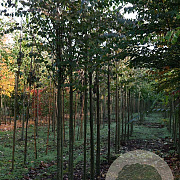 Cercidiphyllum japonicum 14-16 HO draadkluit