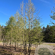 Corylus colurna 450-500 cm draadkluit meerstammig 200-250 diameter