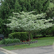 Crataegus crus-galli 'Inermis' 6-8 HO draadkluit