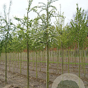 Crataegus monogyna 10-12 HO draadkluit