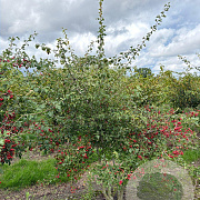 Crataegus monogyna 200-250 cm draadkluit meerstammig 160-180 cm diameter