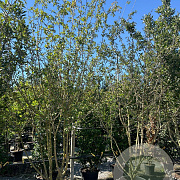 Crataegus media 'Paul's Scarlet' 300-350 cm draadkluit meerstammig