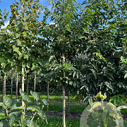 Diospyros lotus 12-14 HO draadkluit