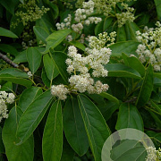 Ehretia acuminata 300-350 cm draadkluit meerstammig