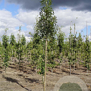 Fraxinus ang. 'Raywood' 14-16 HO draadkluit