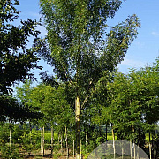Fraxinus ang. 'Raywood' 20-25 HO draadkluit