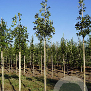 Fraxinus e. 'Altena' 10-12 HO draadkluit