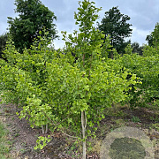 Ginkgo biloba 250-300 cm draadkluit solitair