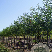 Gleditsia triac. 'Draves' 10-12 HO draadkluit
