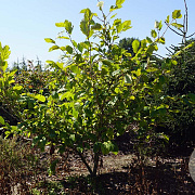 Hamamelis int. 'Jelena' 200-250 cm draadkluit struik