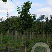 Juglans r. 'Broadview' 16-18 HO draadkluit