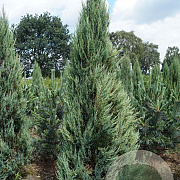 Juniperus s. 'Blue Arrow' 300-350 cm draadkluit solitair