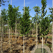 Koelreuteria pan. 'Fastigiata' 10-12 HO draadkluit
