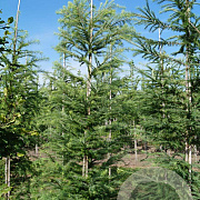 Larix kaempferi 12-14 HO draadkluit geveerd