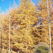 Larix kaempferi 16-18 HO draadkluit geveerd