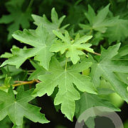 Liquidambar orientalis 8-10 HO draadkluit geveerd