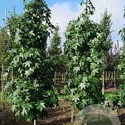 Liquidambar s. 'Simone' 12-14 HO draadkluit geveerd