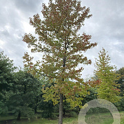 Liquidambar styraciflua 60-70 HO draadkluit