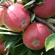 Malus d. Early Windsor 12-14 HA draadkluit