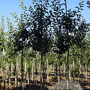 Malus d. Komet 12-14 HO draadkluit