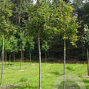 Malus 'D.V.P. Obel' 16-18 HO draadkluit
