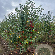 Malus 'Evereste' 175-200 cm draadkluit meerstammig 200-250 diameter