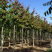 Parrotia persica 'Bella' 10-12 HO draadkluit