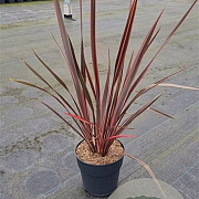 Phormium 'Sundowner' 60-80 cm 10L
