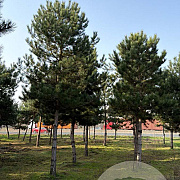 Pinus nigra nigra 30-35 HO draadkluit