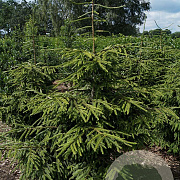 Picea orientalis 'Aureospicata' 300-350 cm draadkluit solitair