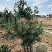 Pinus sylvestris 175-200 cm draadkluit meerstammig 200-250 diameter