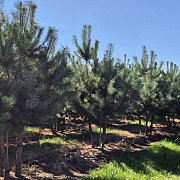 Pinus sylvestris 250-300 cm draadkluit meerstammig 350-400 diameter