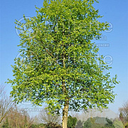 Populus koreana 12-14 HO draadkluit