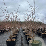 Prunus 'The Bride' 125-150 cm 40L meerstammig