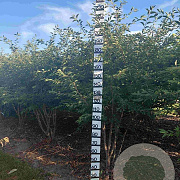 Prunus 'The Bride' 250-300 cm draadkluit meerstammig 350-400 diameter