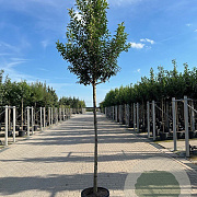 Prunus lusitanica 'Brenelia' 6-8 HO 15L