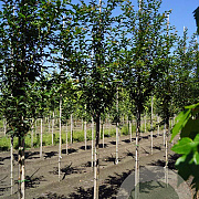 Prunus 'Pandora' 10-12 HO draadkluit
