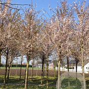 Prunus 'Pandora' 25-30 HO draadkluit