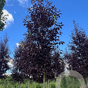 Prunus virginiana 'Canada Red' 18-20 HO draadkluit