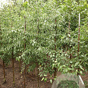 Pyrus betulifolia 8-10 HO draadkluit